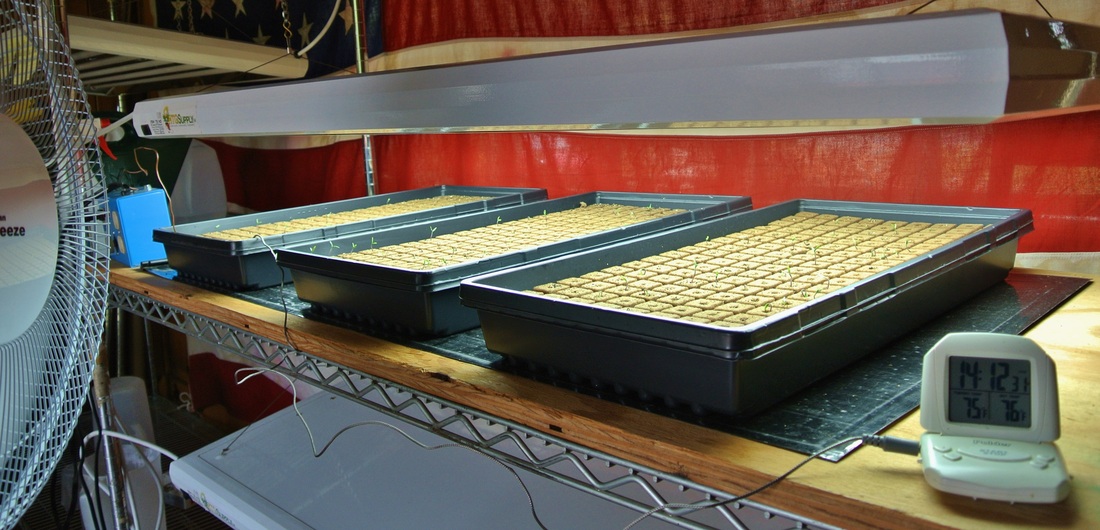 breezy vall farm's 1st tomatoe seedlings